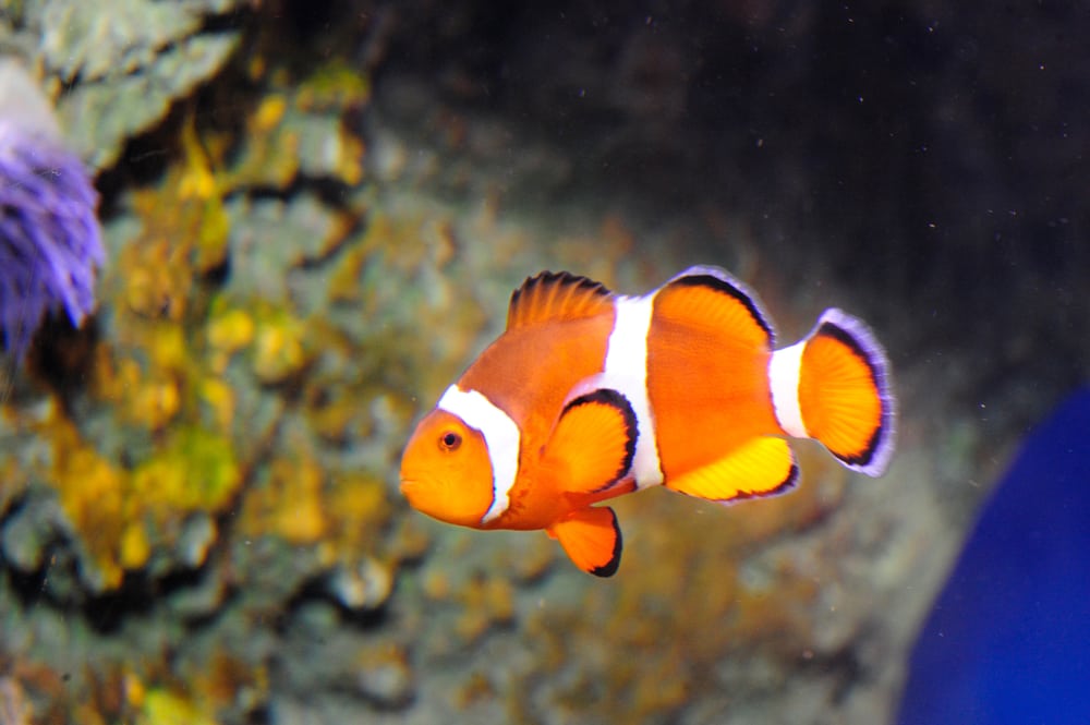 The New York Aquarium