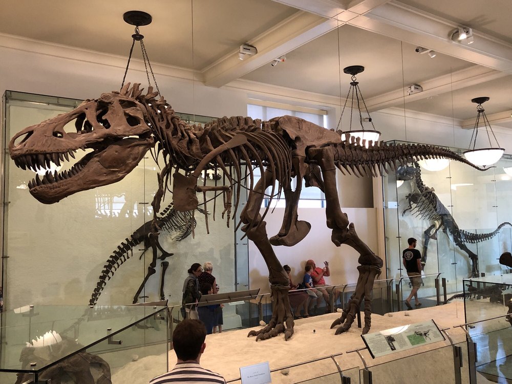 American Museum of Natural History